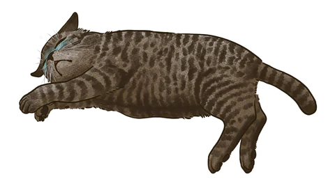 ねこのSOS