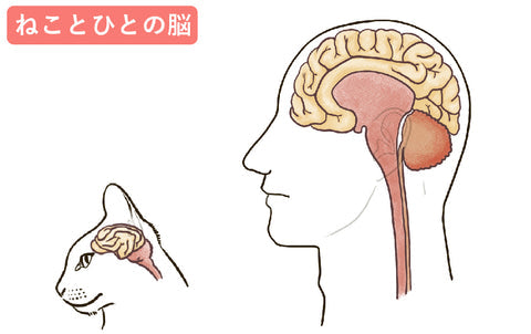 ねこは頭がいい？記憶力は高い？ねこの知能について