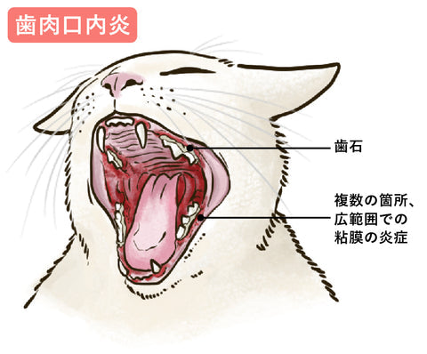 ねこの歯肉炎・口内炎とは