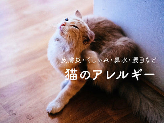 知っておきたいねこのアレルギー。皮膚炎・くしゃみ・鼻水・涙目など