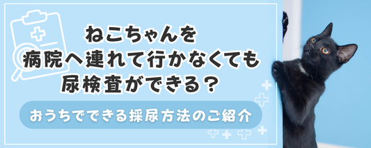 ねこちゃんを病院へ連れて行かなくても尿検査ができる？〜おうちでできる採尿方法のご紹介〜