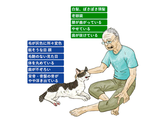 ねこの老衰
