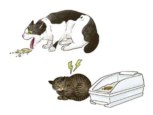 ねこの嘔吐や下痢、食欲不振で疑われる膵炎とは？症状や治療法を解説。