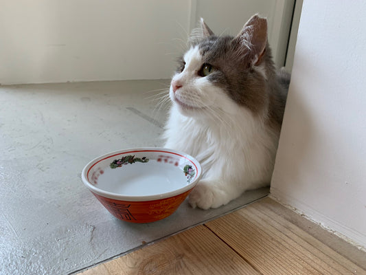 ねこに水を飲んでもらうためのポイント。水飲み場や容器の工夫について