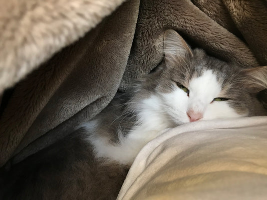 ねこと冬を健康に過ごすための寒さ対策。暖房設定や留守中の注意点は？