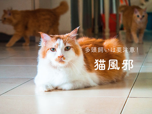 多頭飼いさんは要注意！ねこ同士もうつる「猫風邪」の特徴