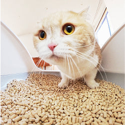 可愛い猫の写真