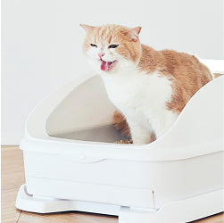 可愛い猫の写真