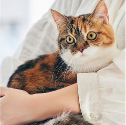 可愛い猫の写真