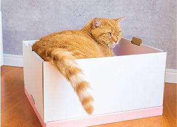 可愛い猫の写真