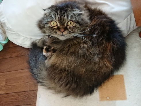 アンジェレッタ